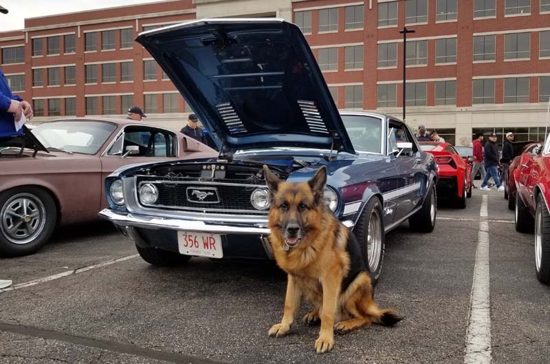 Mustang and dog