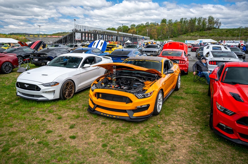 Mustangs in a field
