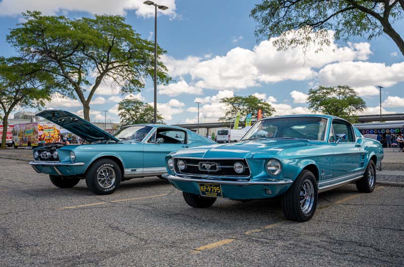 mustangs on display
