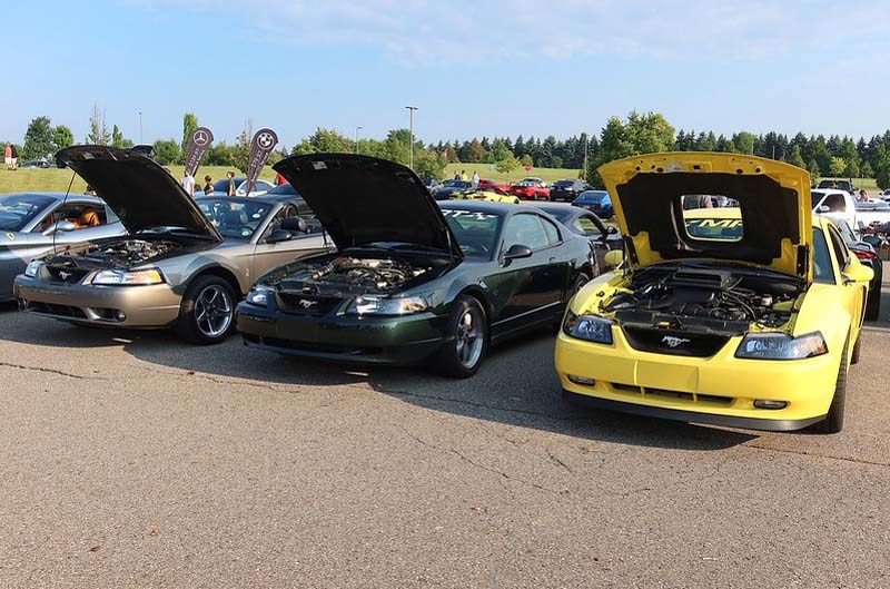 Mustangs on display