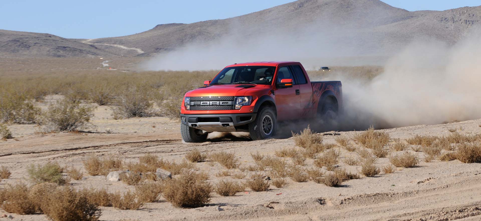 Raptor in desert