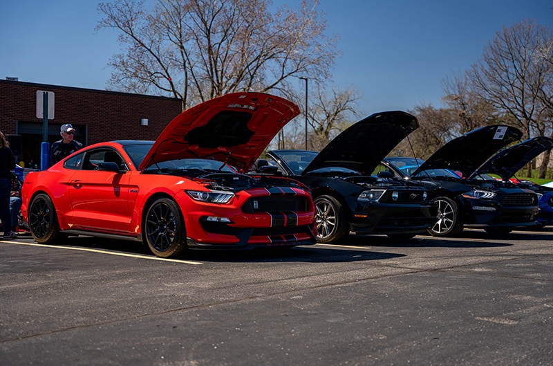mustangs on display